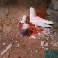 2تا کبوتر خوب فقط بدرد جوجه کشی مخورد