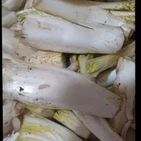 کنگر تمیز و پاک شده