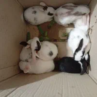 خرگوش