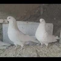 فروش۳کبوتر تهرونی چشم نوک سفید و سفید پر|پرنده|شهرکرد, |دیوار