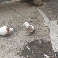 کبوتر فروشی