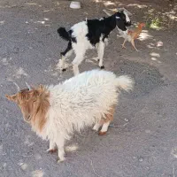 گوسفند ماده کوچک