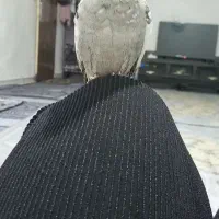 عروس هلندی