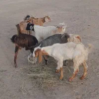 کهره نر|حیوانات مزرعه|جیرفت, |دیوار