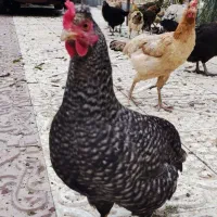مرغ تخم گذار