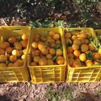 پرتقال یک دست برای مجالس