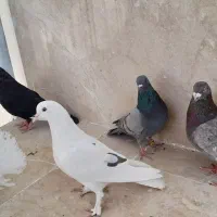 کبوتر پرشی|پرنده|گلبهار, شهر جدید گلبهار|دیوار