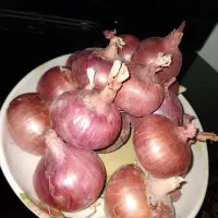 فروش پیاز درجه ۱ قره تپه