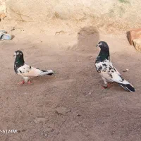 فروش فوری|پرنده|بزمان, |دیوار