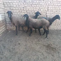 ۴ راس میش جوان
