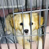 توله جیبی پامر اشپیتز اصیل خانگی و تربیت شده