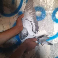 کبوتر رنگی|حیوانات|اهواز, اهواز|دیوار