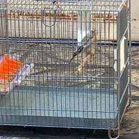 جوجه سره سوا شده ب شرط|پرنده|قرچک, شهرک صنعتی قرچک|دیوار