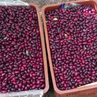 زغال اخته الموت درجه 1