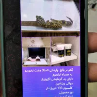 گکو