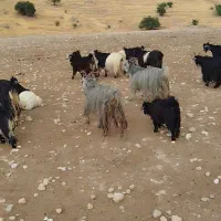 10عدد بز داشتی  بازفت
