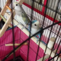 طوطی برزیلی وایت فیس