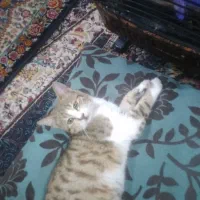 واگذاری گربه اهلی