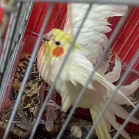 عروس هلندی لوتینو|پرنده|مشهد, تلگرد|دیوار