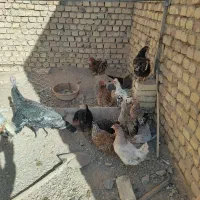 تعدادی مرغ تخم گذار|حیوانات مزرعه|شهرضا, |دیوار