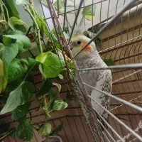 عروس هلندی|پرنده|مشهد, صداقیه|دیوار