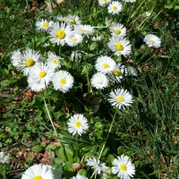 باغبانی نهال کاری هرس سم پاشی کود دهی تیلر زنی