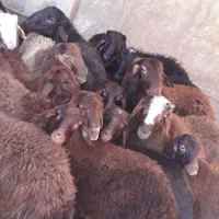 ۱۵راس بره نرقزل چاق گوشتی|حیوانات مزرعه|کوراییم, |دیوار