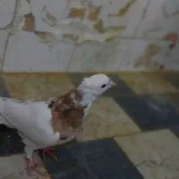 ۲تا کفتر . یه جفت طوقی . زاغ . ابلغ