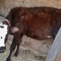 جهت خرید با این شماره تماس گرفته سود|حیوانات مزرعه|دره شهر, |دیوار