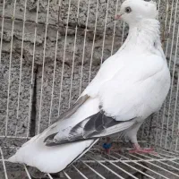 کبوتر تهرانیپرشی