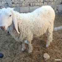 بره نر  جملی ، مری