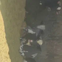 گوساله چاق فوق سوپر|حیوانات مزرعه|پیشوا, |دیوار