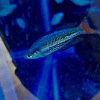 رمبو بوسمانی. رمبو استرالیایی. سوارتیل