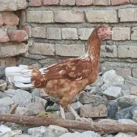 4عدد مرغ