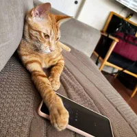 واگذاری رایگان گربه DSH در بندرعباس|گربه|بندرعباس, |دیوار