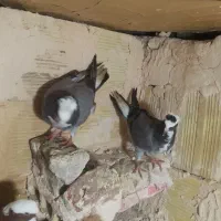 کبوتر..|پرنده|سراجو, |دیوار