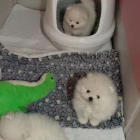 توله سگ پاپی پامر جیبی خرسی فیس