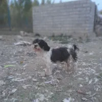 ماده سگ شیتزووارداتی بی سروصداتخفیف خوب پای معامله|سگ|اهر, |دیوار