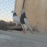 دوتاطوقی ماده  ودوتازیل یه خوشرنگ