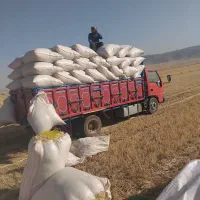 کاه خورد و سفید دیم گوسفندی|لوازم جانبی حیوانات|اندیمشک, |دیوار