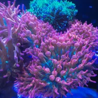 شقایق آبشور