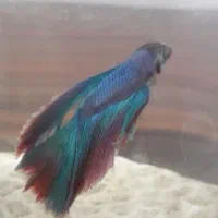 ماهی فایتر  زیبا|ماهی|کرمانشاه, |دیوار