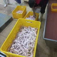 نیروی آقا وخانم درکشتارگاه مرغ برایند