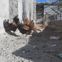 تعدادی مرغ|حیوانات مزرعه|ابریشم, |دیوار