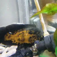 ماهی اسکار|ماهی|مشهد, عبادی|دیوار