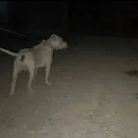 سگ داگو|سگ|یاسوج, |دیوار