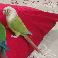 گرنچیک گمشده