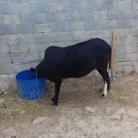 گاو|حیوانات مزرعه|مهر, |دیوار