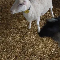 میش لاکن|حیوانات مزرعه|قلعه نو, |دیوار