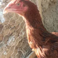 جوجه لاری پر مرغی